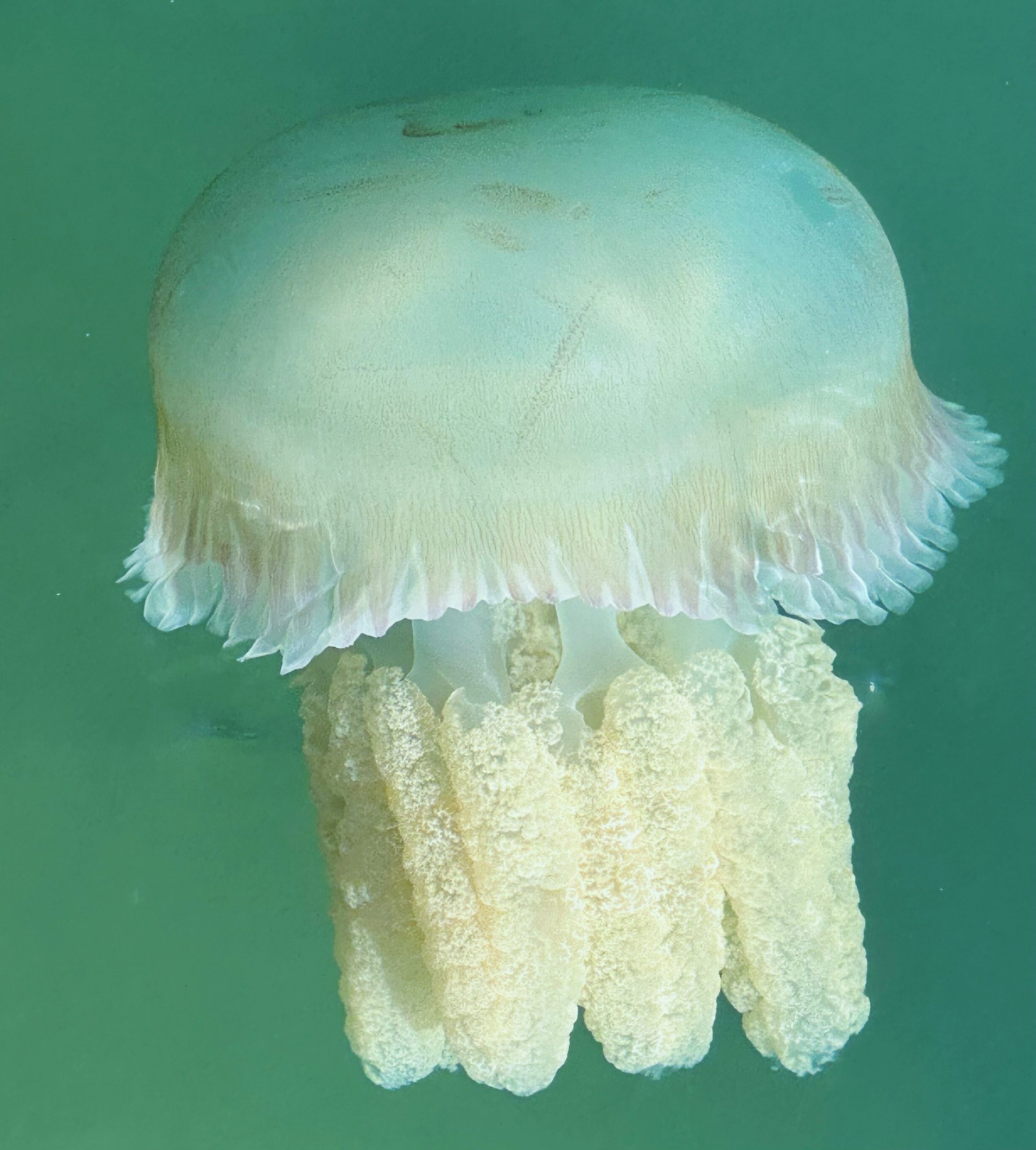 A110D5EF-8EFA-436F-BC0C-01F2BF3EC016